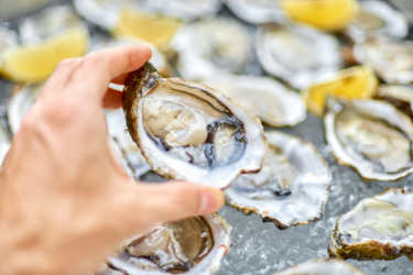 Fresh oyster at Coffin Bay