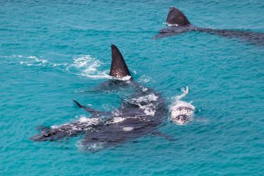 A group of whales swimming together