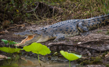 A crocodile beside the Mary River