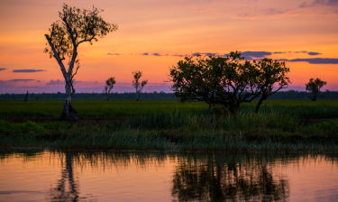 Mary River sunset behind the trees